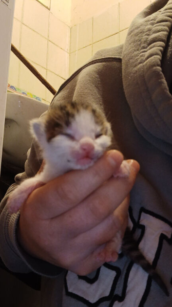 Farm Kittens