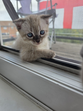 Bengal X scottish fold kittens