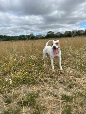 Staffy cross American bully