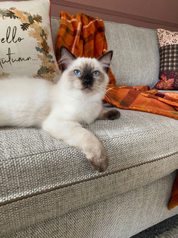 GCCF Ragdoll Kittens