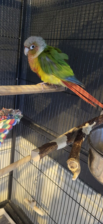Golden pinapple conure 1 yr old & cage