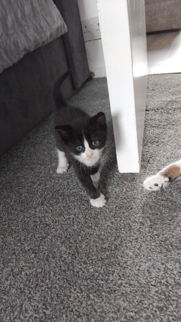 5 beautiful kittens looking for there forever homes