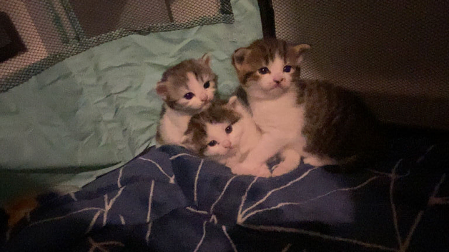 Persian cross Russian blue kittens 3 girls