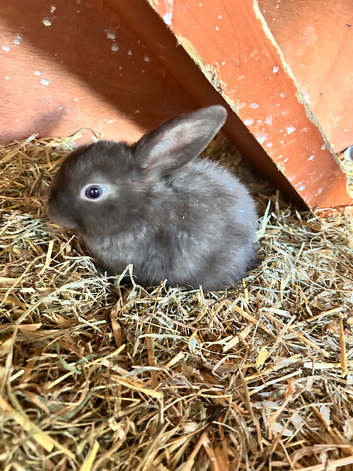 3 male bunnies ready 1st