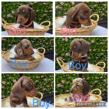KC miniature dachshund puppies