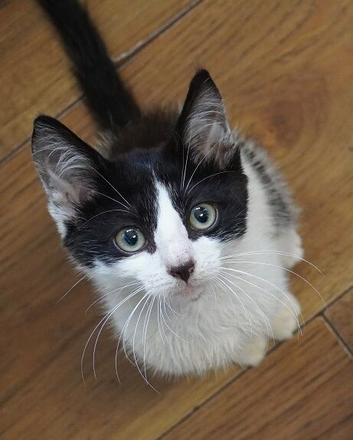 Last male kitten looking for new home 'Puffin'