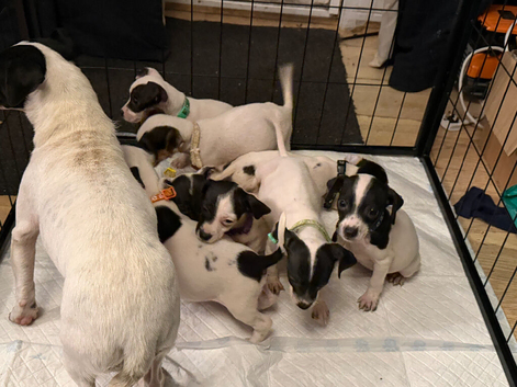Jack Russell puppies