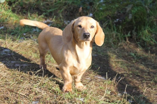 Introducing Rudy: The Perfect Stud Dog for Your Dachshund!