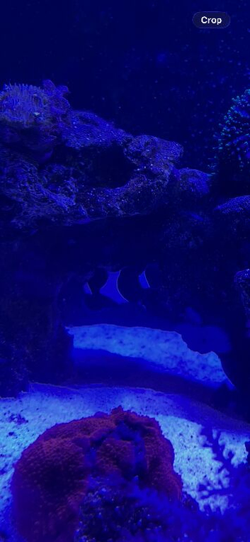 Black and white clown fish