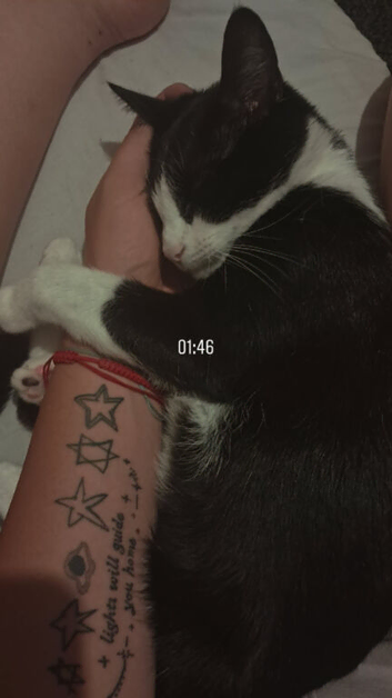 Family cat for sale