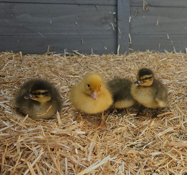 Day Old Call Ducklings