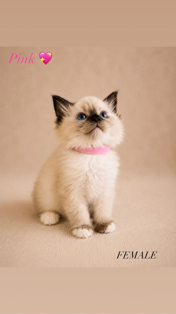Beautiful Ragdoll Kittens READY NOW!