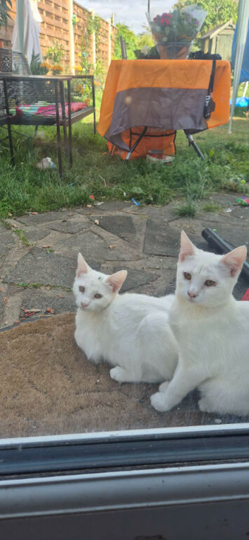 Cute kittens