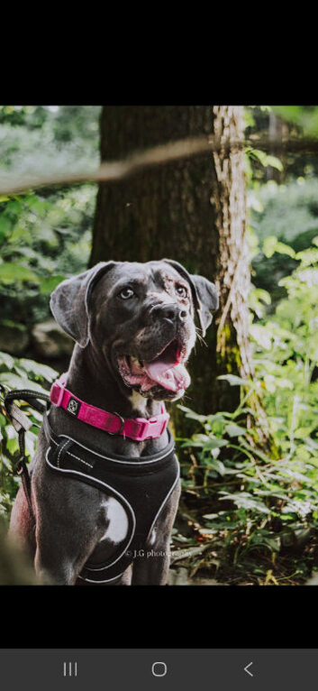 Beautiful cane corso bitch
