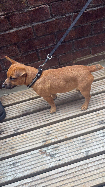 Short legged border russell
