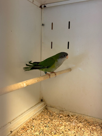 Hen Sierra Parakeet