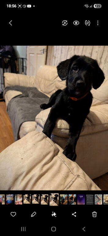 Trixie' German Shepard X Sprocker