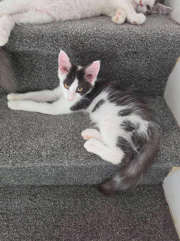 TICA REGISTERED MAINE COON KITTENS