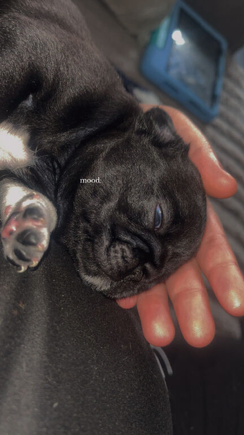 Bugg puppy
