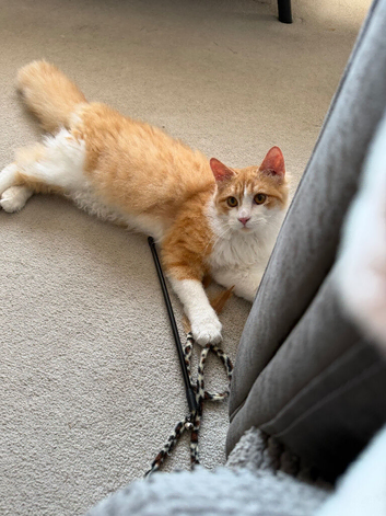 2 x male cats 12 months old