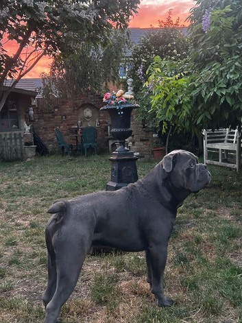 Cane Corso stud