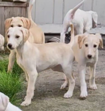 Lovely lurcher puppies