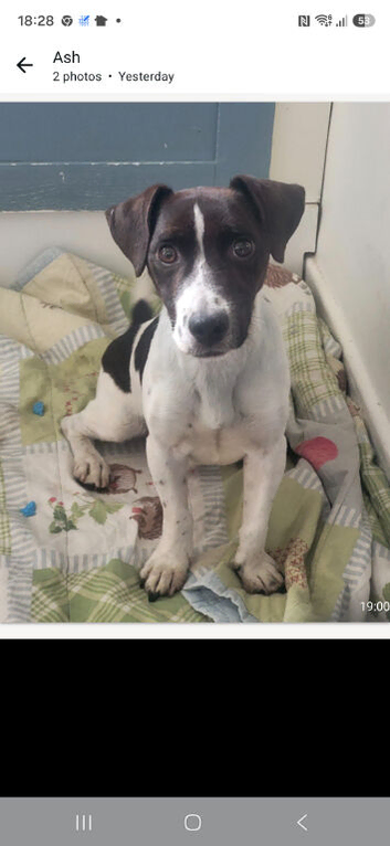 Jack Russell