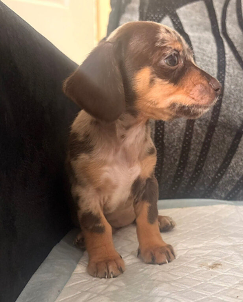 09/09/26 Ready now Chiweenie puppies Minature dachshund x chihuahua