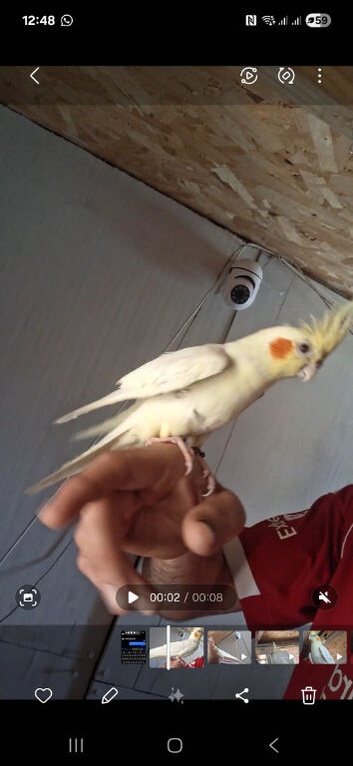 Cockatiel