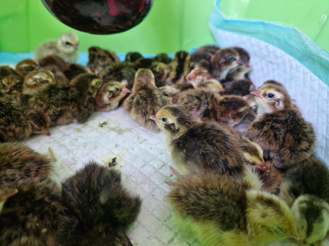 48 Quail Chicks Just Day OLD