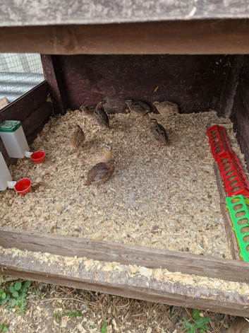 Quails Males  for sale