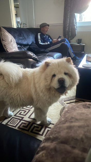 Chowchow 2 year old female