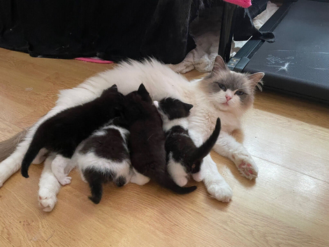 Ragdoll cross Kittens For Sale