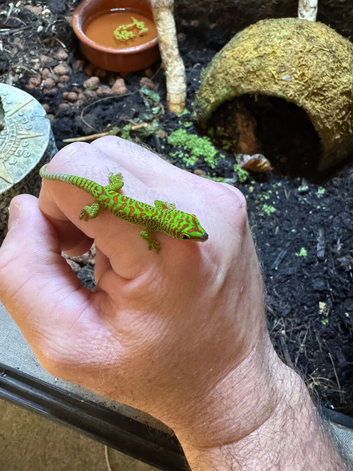 Madagascan giant day gecko