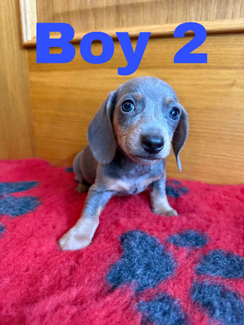 Lovely Purebred Miniature DachshundPuppies