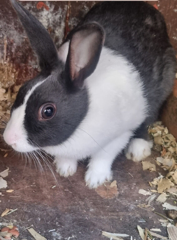 3 blue Dutch rabbit bucks - 6 weeks old