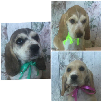 Adorable well socialised Chunky , Strong Cockador pups