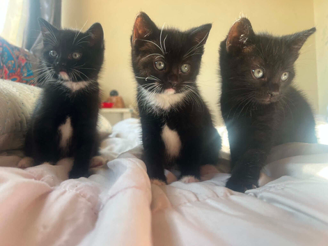 Kittys