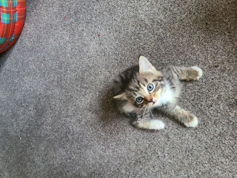 4 Kittens for sale
