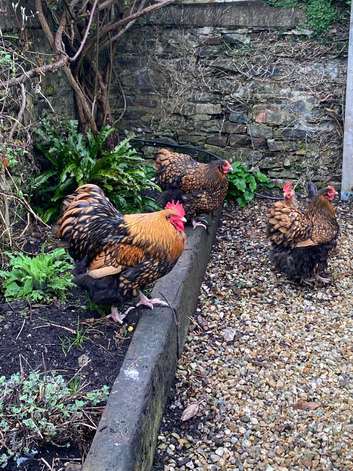 Gold laced Wayandotte chickens