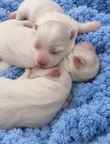 beautiful maltese