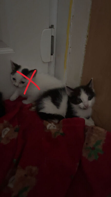 I have 2 kittens left