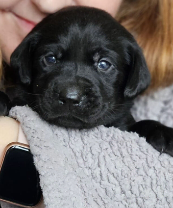 Stunning KC litter