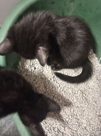 We have 3 beautiful kittens ready