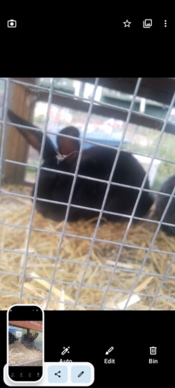 2x continental giant rabbits