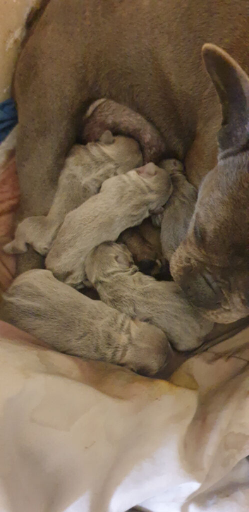 6 frenchies
