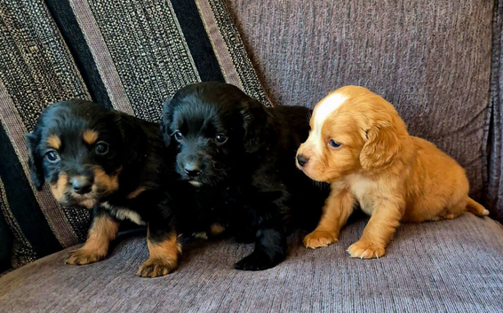 Beautiful Working Cocker Spaniel Puppies