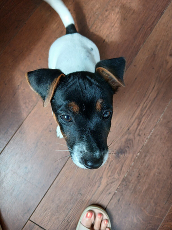 12 week old Jack Russell boy fully vaccinated & mico chipped ready for new home