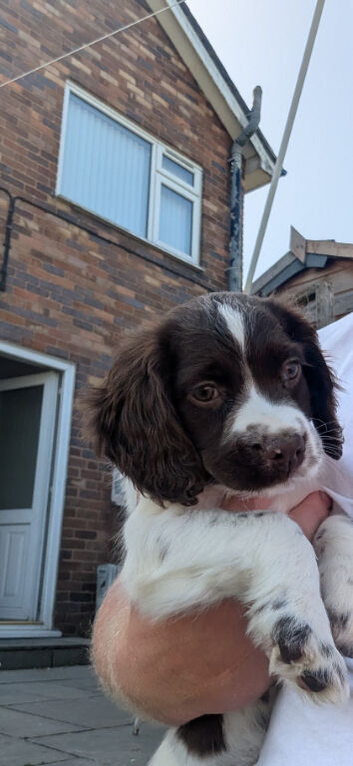 English springer spaniel puppy