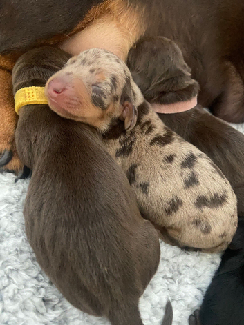 Beautiful mini Dachshund girls